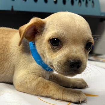Poppy -  Pug and Mixed Breed Dog for Adoption in Yuma, Arizona - Poppy | PetCurious