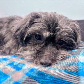 Sister -  Shih Tzu Dog for Adoption in Portland, Oregon - Sister | PetCurious