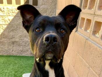 ORIELLE -  Pit Bull Terrier Dog for Adoption in Moreno Valley, California - ORIELLE | PetCurious