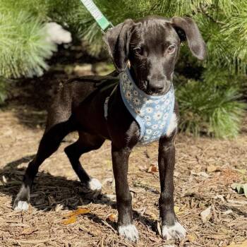 Colette -  Mixed Breed Dog for Adoption in East Hampton, New York - Colette | PetCurious