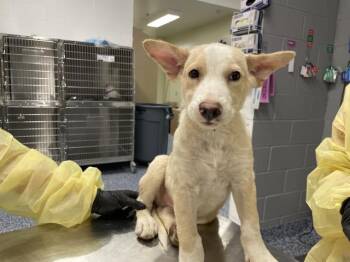 A1935702 -  German Shepherd Dog Dog for Adoption in Thousand Palms, California - A1935702 | PetCurious