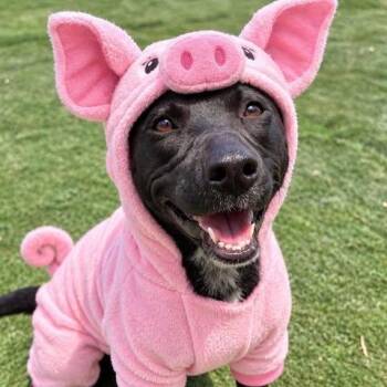 Courtney -  Australian Cattle Dog Blue Heeler and Labrador Retriever Dog for Adoption in Center Point, Texas - Courtney | PetCurious