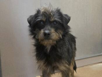 Terrier and Mixed Breed Dogs Available for Adoption - RICHIE RICH | PetCurious