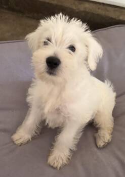 Jake -  Schnauzer Dog for Adoption in Overland Park, Kansas - Jake | PetCurious