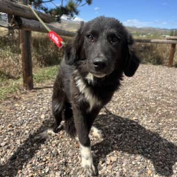 Kiwi -  Border Collie Dog for Adoption in Fort Collins, Colorado - Kiwi | PetCurious