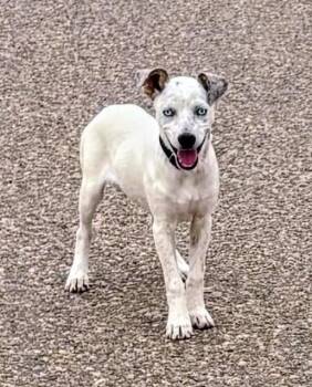 Pip -  Australian Cattle Dog Blue Heeler and Australian Shepherd Dog for Adoption in Evergreen, Colorado - Pip | PetCurious