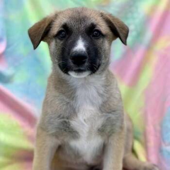 Hal -  German Shepherd Dog Dog for Adoption in Red Bluff, California - Hal | PetCurious