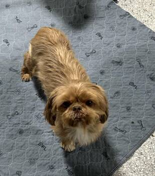 Shih Tzu Dogs Available for Adoption in Antwerp, Ohio - Annie.  | PetCurious