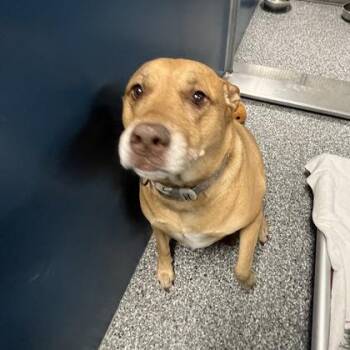 Daisy -  Mixed Breed Dog for Adoption in Dubuque, Iowa - Daisy | PetCurious