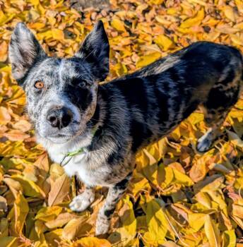 Rescue Australian Cattle Dog Blue Heeler Dogs for Adoption in Coeur D