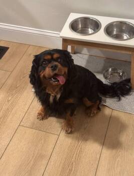 Cavalier King Charles Spaniel Dogs Available for Adoption - Godfrey | PetCurious