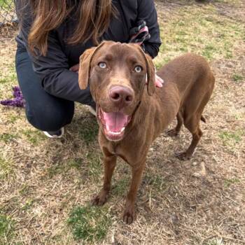 Labrador Retriever Dogs Available for Adoption in Des Moines, Iowa - Homer | PetCurious