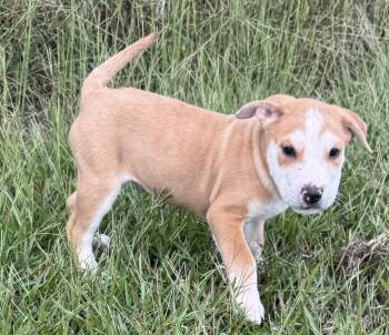 Rescue Labrador Retriever Dogs for Adoption in Albemarle, North Carolina - Gomez | PetCurious