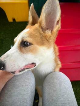 Douglas -  Labrador Retriever Dog for Adoption in St. George, Utah - Douglas | PetCurious