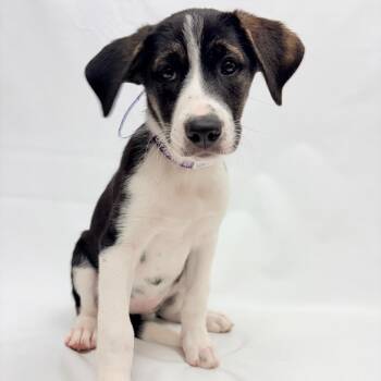 792 (2026) Nina -  Shepherd and Mixed Breed Dog for Adoption in Parker, Colorado - 792 (2026) Nina | PetCurious