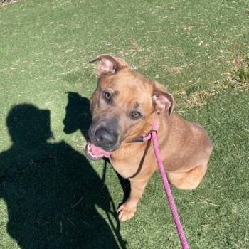 Rescue German Shepherd Dog and Labrador Retriever Dogs for Adoption in Albemarle, North Carolina - Nala | PetCurious