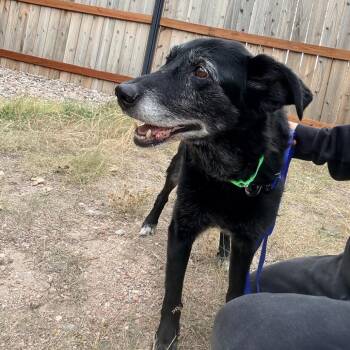 Zayla -  Border Collie Dog for Adoption in Cheyenne, Wyoming - Zayla | PetCurious