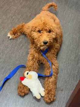 Goldendoodle Dogs Available for Adoption - Penny Lane- ADOPT Me!! | PetCurious