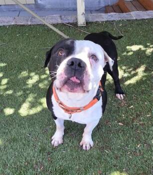 Chutney -  Pit Bull Terrier Dog Available for Adoption in Phoenix, Oregon - Chutney | PetCurious