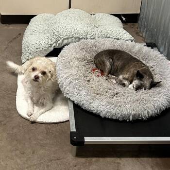 Elmer -  Maltese Dog for Adoption in Flagstaff, Arizona - Elmer | PetCurious