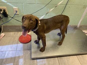 Labrador Retriever and Mixed Breed Dogs Available for Adoption in Grand Prairie, Texas - ZOODLE | PetCurious
