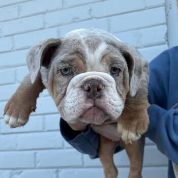 English Bulldog Dogs Available for Adoption - Darling | PetCurious