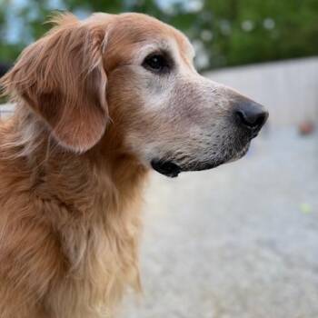 Golden Retriever Dogs Available for Adoption in Louisville, Kentucky - Kevin #7124 | PetCurious