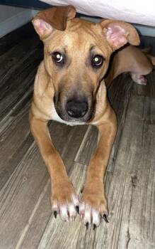 Rescue Bull Terrier Dogs for Adoption in San Antonio, Texas - SKITTLES | PetCurious