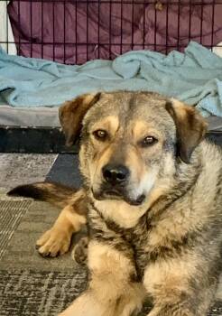 German Shepherd Dog and Labrador Retriever Dogs Available for Adoption - Prince | PetCurious