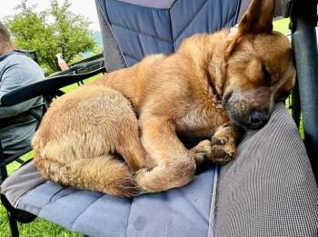 Slim -  Australian Cattle Dog Blue Heeler Dog for Adoption in Thompson Falls, Montana - Slim | PetCurious