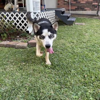 Rescue Siberian Husky Dogs for Adoption in Covington, Louisiana - Zion | PetCurious
