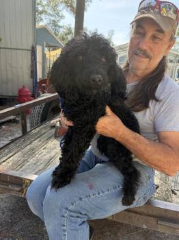 Toby Available 8/7 -  Poodle Dog for Adoption in Elmsford, New York - Toby Available 8/7 | PetCurious