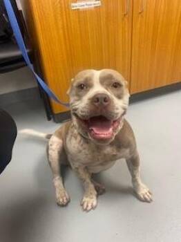 Pit Bull Terrier Dogs Available for Adoption in St. Cloud, Florida - DOG MARLEY | PetCurious