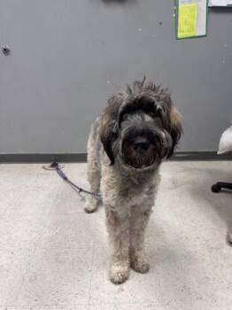 Mixed Breed Dogs Available for Adoption - Dolce | PetCurious