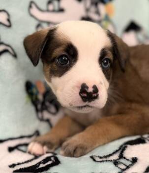 Shiloh Surprise -  Hound and Great Pyrenees Dog for Adoption in Andover, Massachusetts - Shiloh Surprise | PetCurious