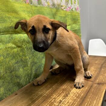 Jennifer -  Shepherd and Labrador Retriever Dog for Adoption in Normal, Illinois - Jennifer | PetCurious