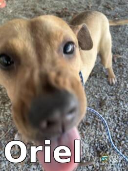 Pit Bull Terrier Dogs Available for Adoption in Rocky Mount, North Carolina - Oriel | PetCurious