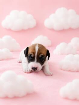 Mamai -  Beagle and Dachshund Dog for Adoption in VERNON ROCKVL, Connecticut - Mamai | PetCurious