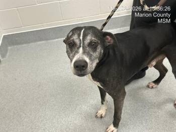 CHAOS -  Pit Bull Terrier Dog for Adoption in Ocala, Florida - CHAOS | PetCurious