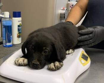 A254843 -  Border Collie and Mixed Breed Dog for Adoption in Visalia, California - A254843 | PetCurious