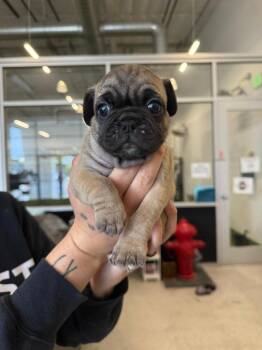 Pug and French Bulldog Dogs Available for Adoption in Phoenix, Arizona - Arrow | PetCurious