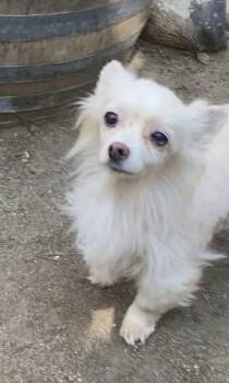 Rescue Pomeranian Dogs for Adoption in Beverly Hills, California - Princess And Zoro | PetCurious