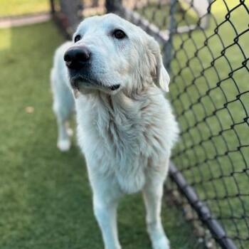 Great Pyrenees Dogs Available for Adoption in Nampa, Idaho - Spirit | PetCurious