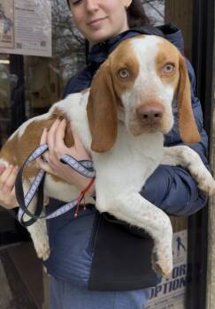 Beagle Dogs Available for Adoption in Wantagh, New York - Pablo | PetCurious