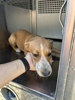 Rescue Mixed Breed Dogs for Adoption in Fort Worth, Texas - 59530604 | PetCurious