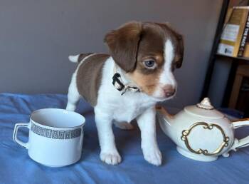 Chamomille - fostered in Omaha -  Beagle and Australian Shepherd Dog for Adoption in Overland Park, Kansas - Chamomille - Fostered In Omaha | PetCurious