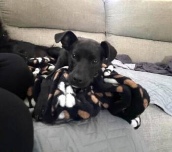 Labrador Retriever Dogs Available for Adoption in Youngsville, North Carolina - Evie | PetCurious