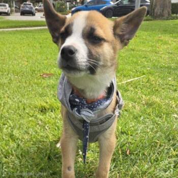 Terrier and Mixed Breed Dogs Available for Adoption in San Juan Capistrano, California - MILO | PetCurious