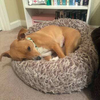 Chihuahua Dogs Available for Adoption - Maggie | PetCurious