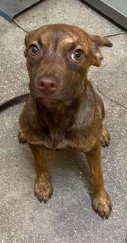 Bandella -  Mixed Breed Dog for Adoption in Ocala, Florida - Bandella | PetCurious